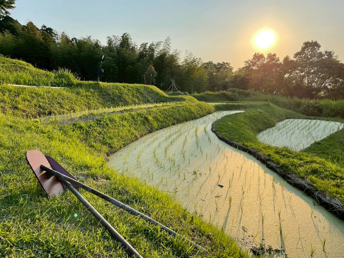 棚田と里山の農作業体験